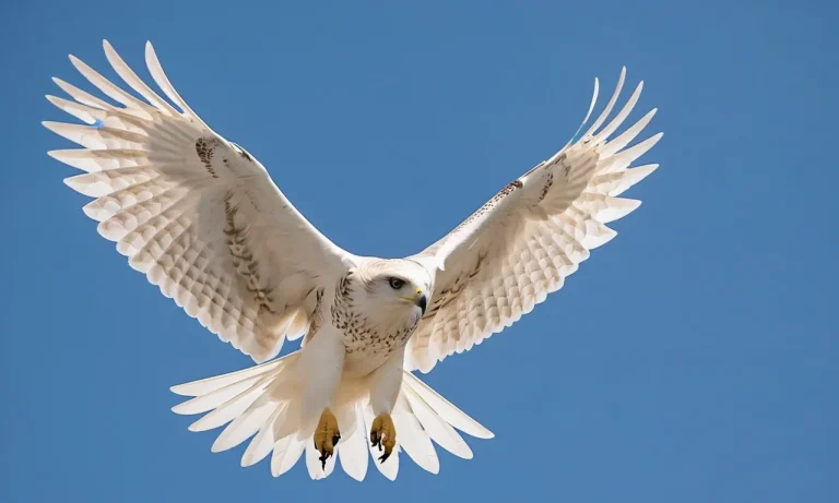 White Hawk Meaning: Unveiling The Symbolism And Spiritual Significance