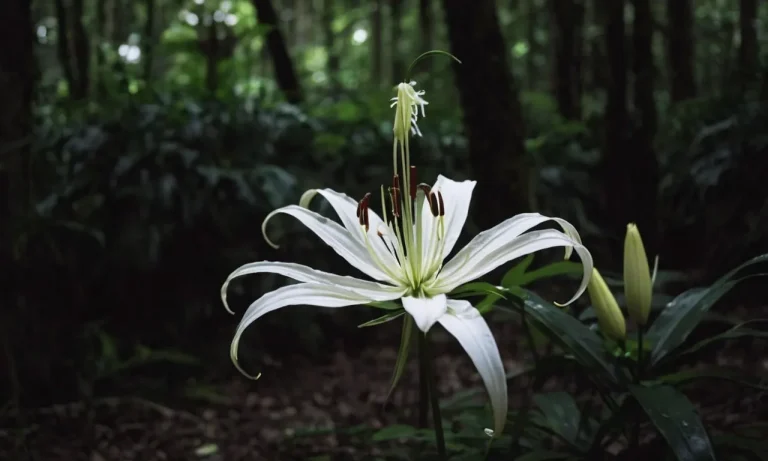 White Spider Lily Meaning: Unveiling The Symbolism Behind This Captivating Bloom