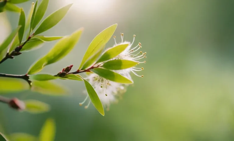 Willow Flower Meaning: Uncovering The Symbolism Behind This Graceful Bloom