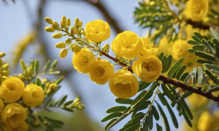 The Profound Symbolism Of The Yellow Acacia: Unveiling Its Meaning
