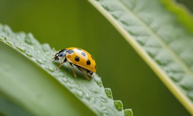 Yellow Ladybug Spiritual Meaning: Unveiling The Symbolism And Significance