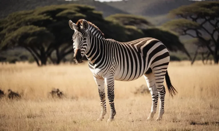 Zebra Meaning Spiritual: Unveiling The Symbolic Significance